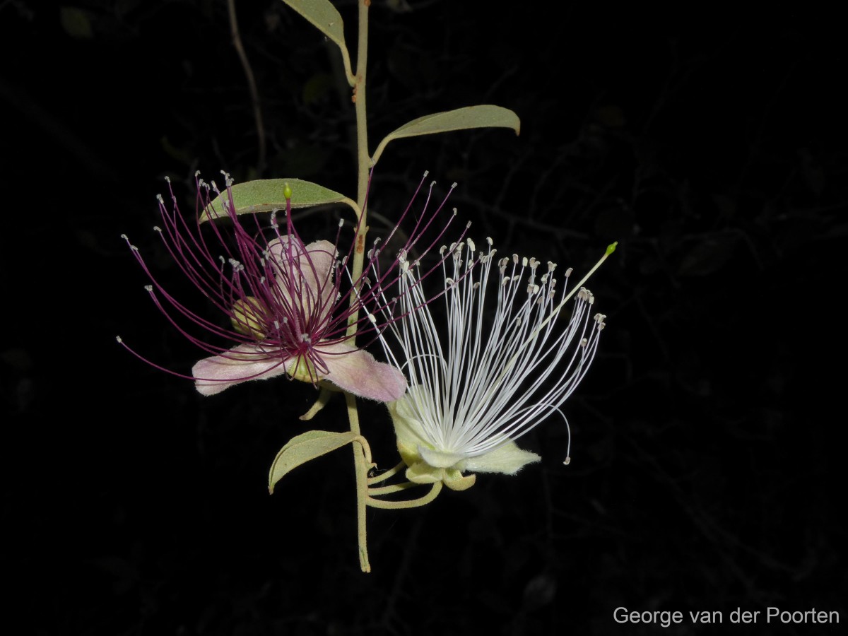 Capparis zeylanica L.